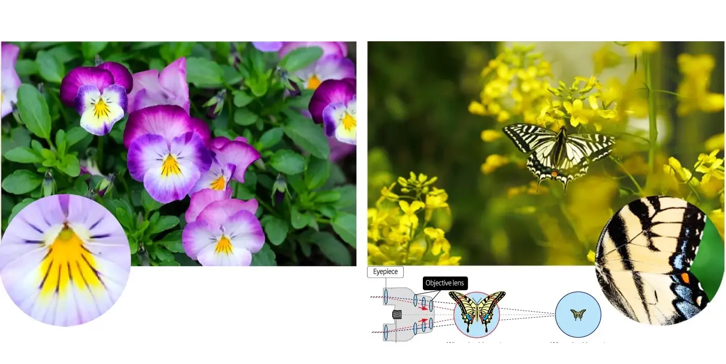 Бінокль Pentax UP 6.5×21 Papilio II (62001) 103501
